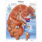 Lehrtafel - Kidney, 1001564 [VR1515L], Stoffwechselsystem