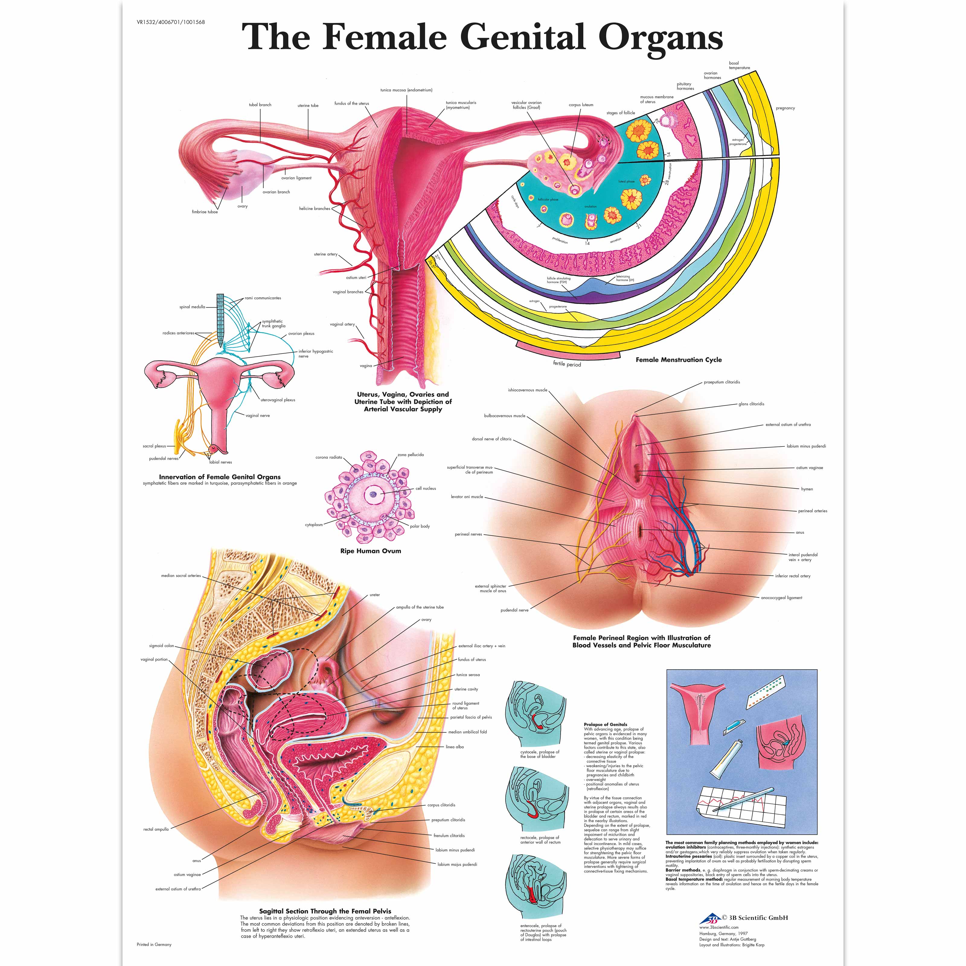 The Female Genital Organs Chart B Scientific Vr Uu