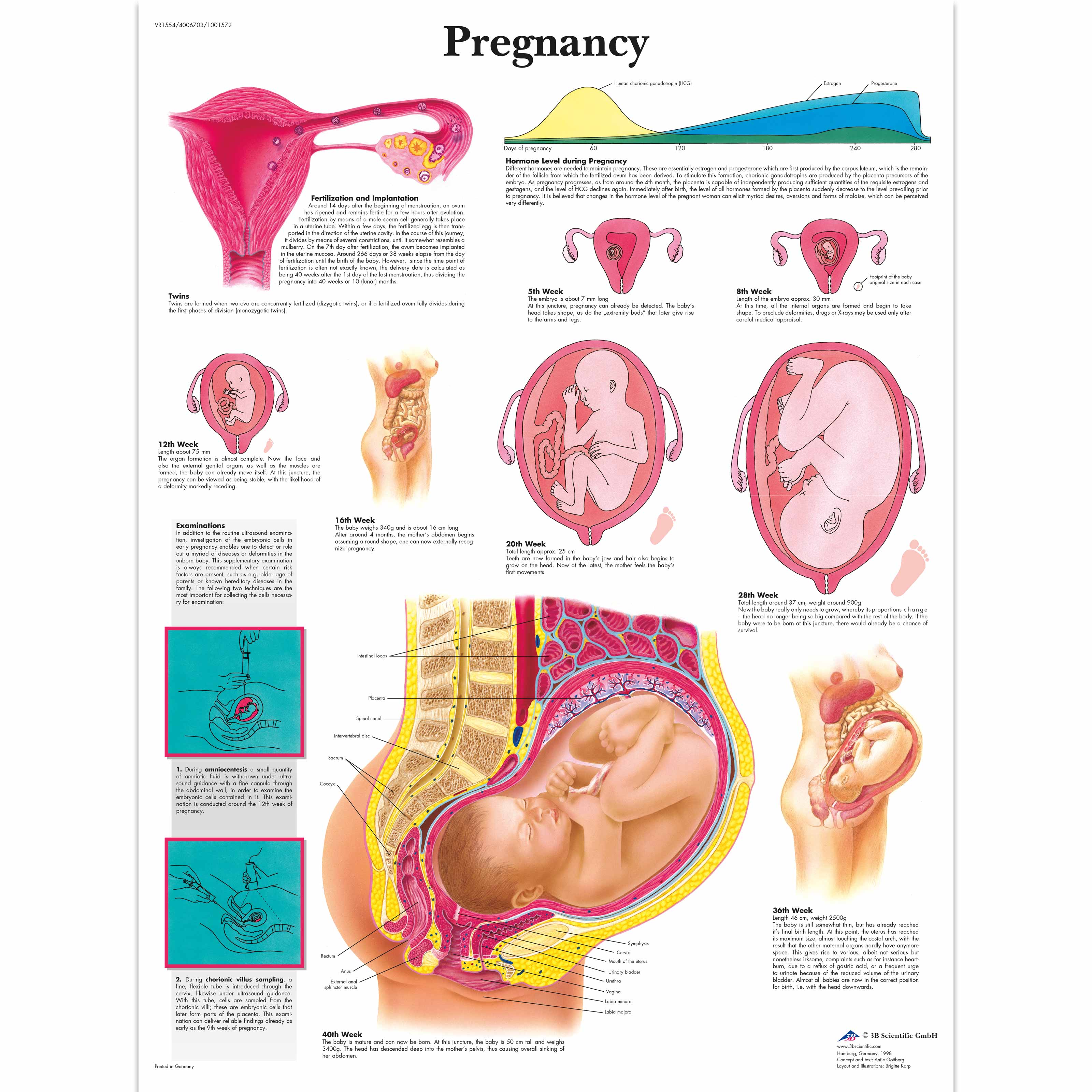 Pregnancy Picture Chart