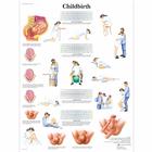 Childbirth Chart, 1001574 [VR1555L], Pregnancy and Childbirth
