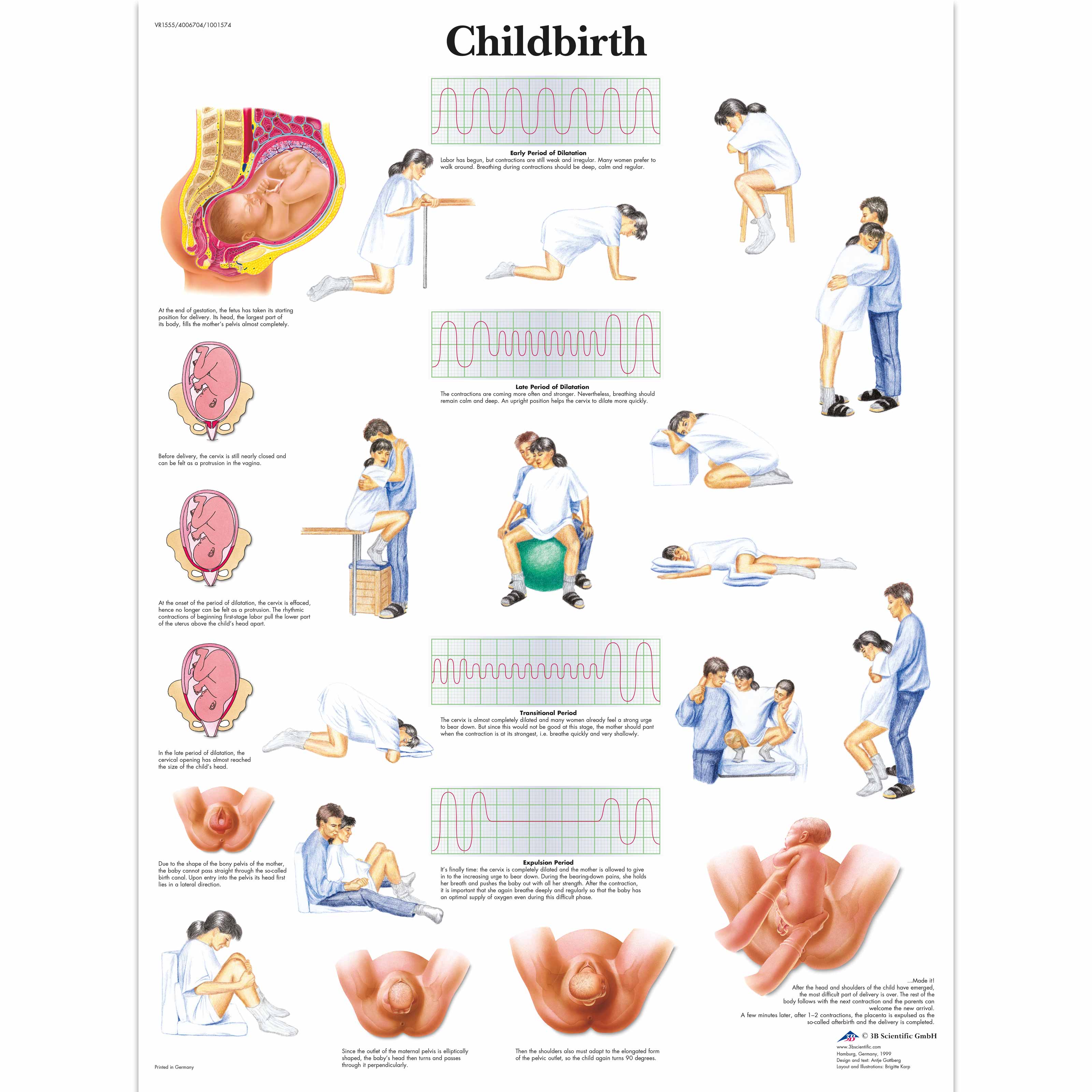 Human Gestation Chart