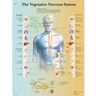 The Vegetative Nervous System Chart, 1001582 [VR1610L], Brain and Nervous system