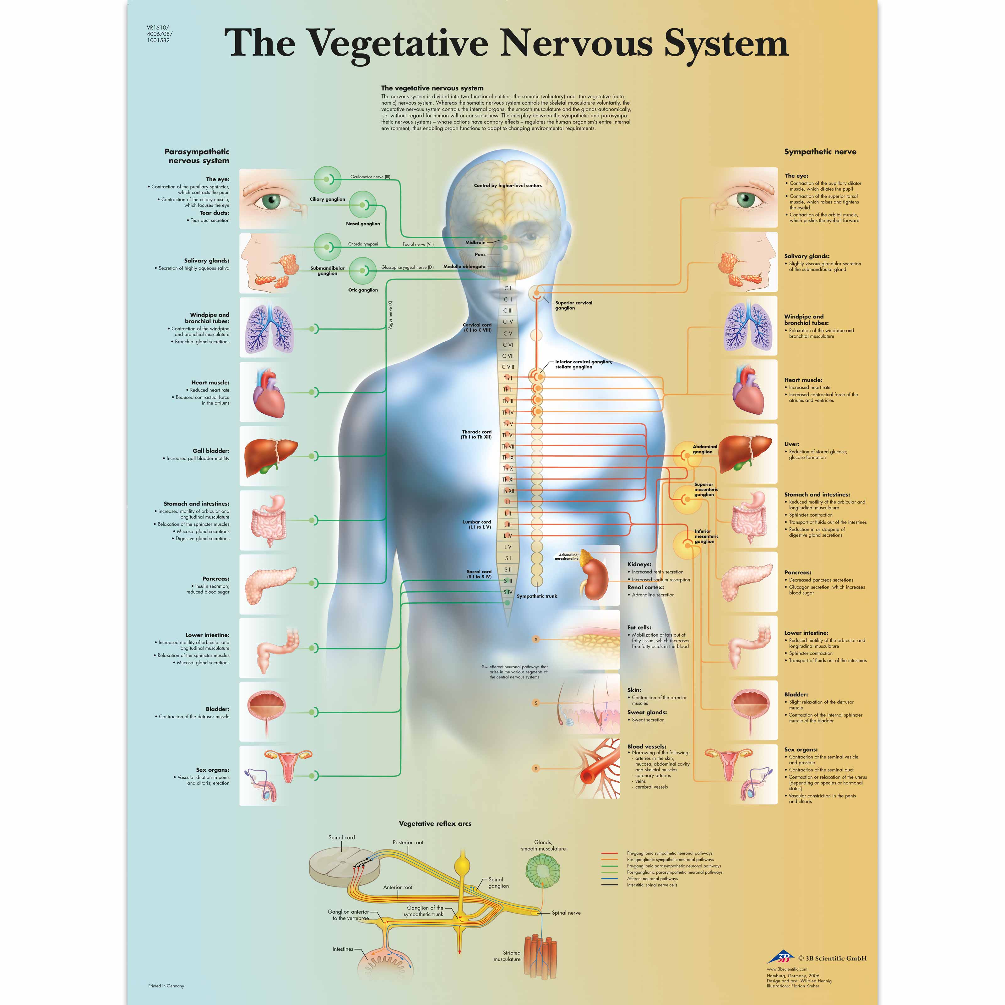 Autonomic Nervous System Chart Poster