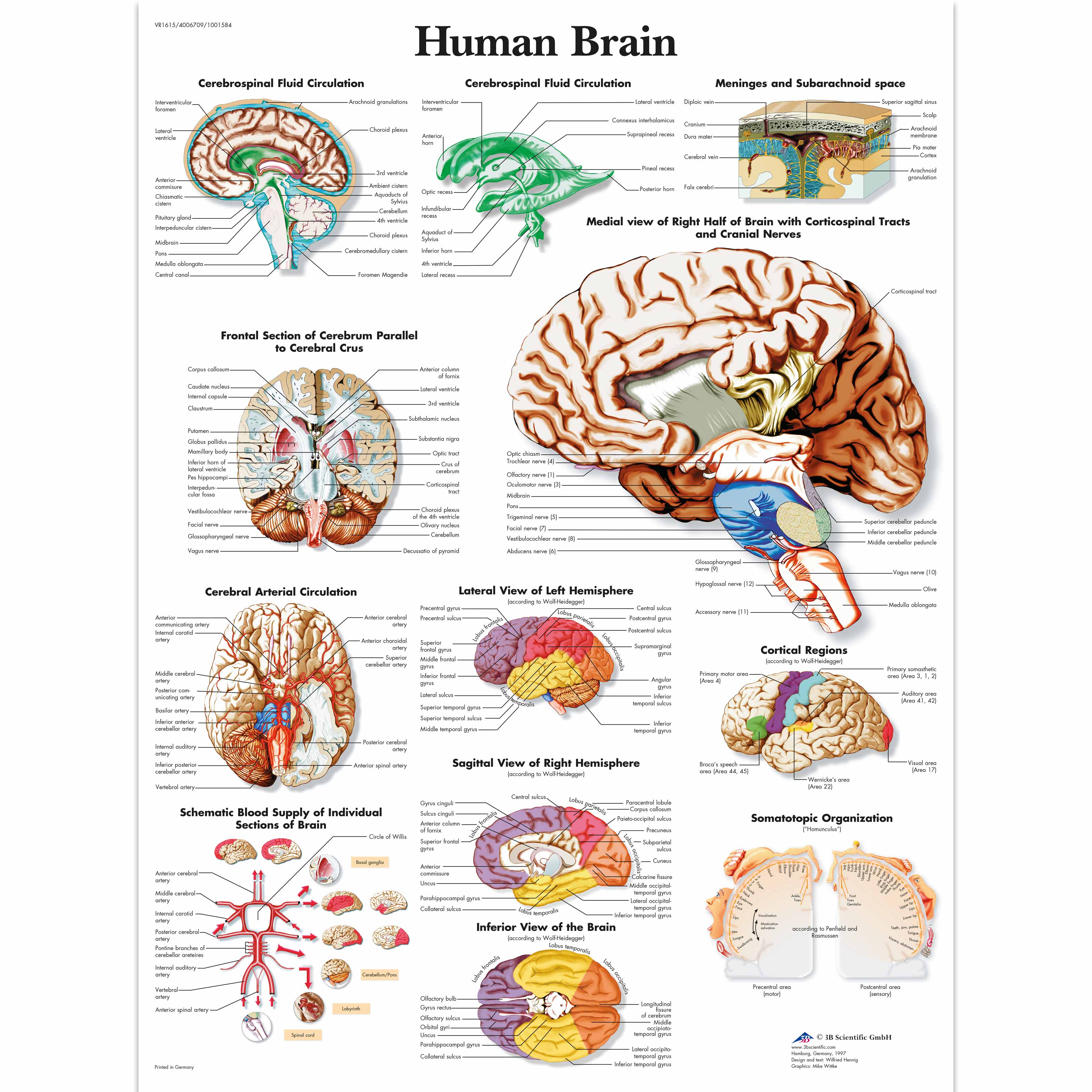 Brain Anatomy Poster Laminated Anatomical Chart Of The Human Brain ...