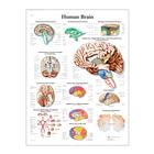 Human Brain STICKYchart™ 
, VR1615S, Brain and Nervous system