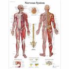 Nervous System Chart, 1001586 [VR1620L], Brain and Nervous system
