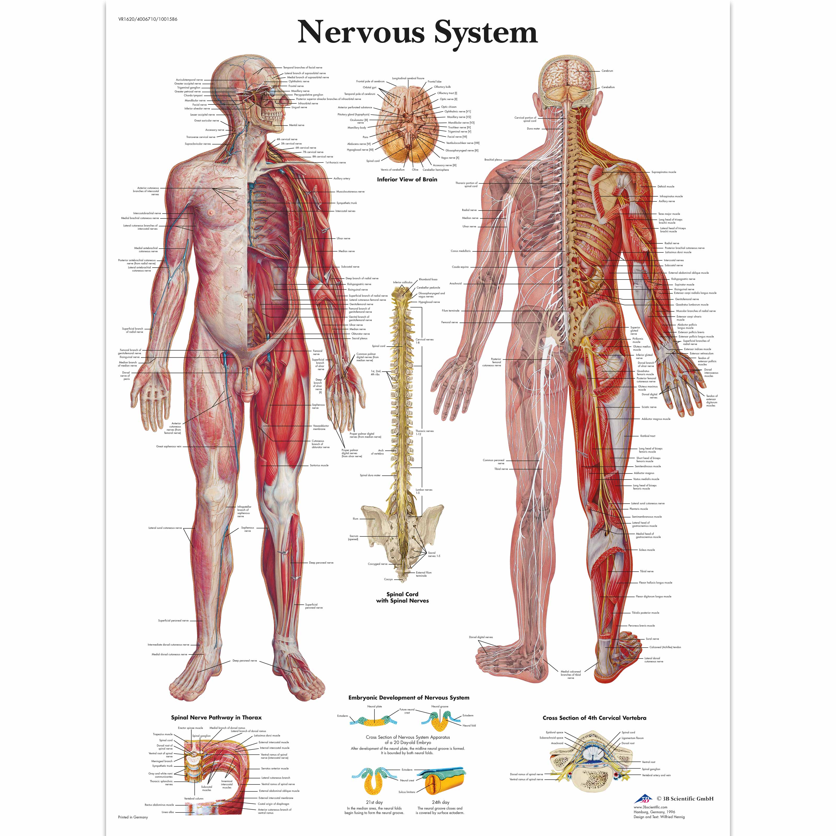 Human Nervous System Chart Human Nervous System Poster Laminated