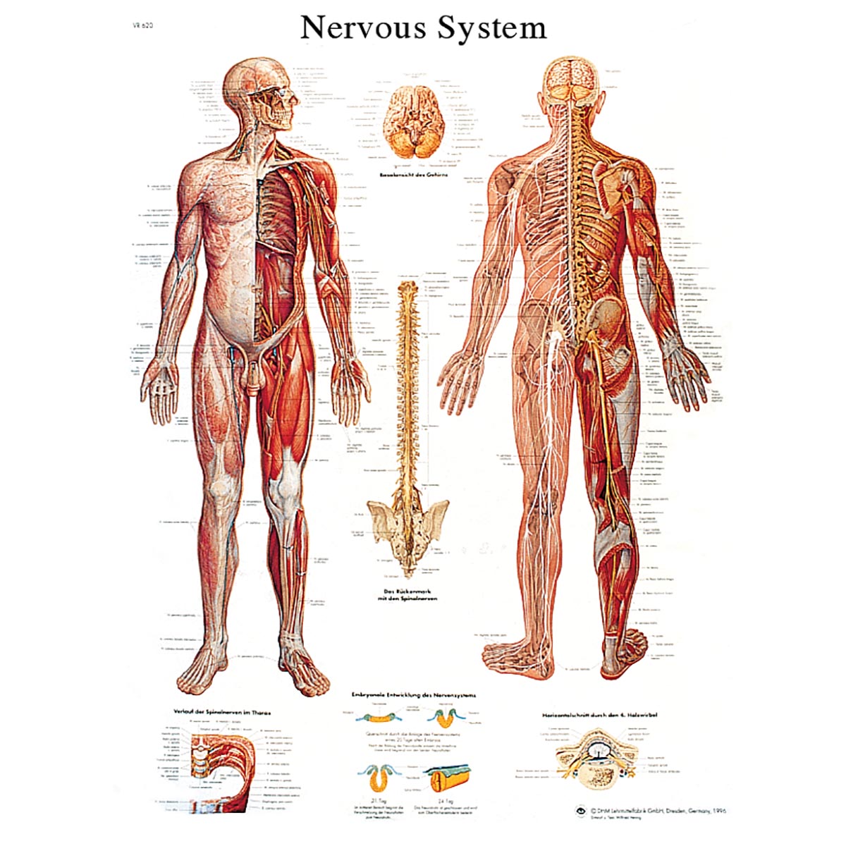 Human Nervous System Chart | Human Nervous System Poster | Paper ...