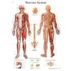 Nervous System STICKYchart™, VR1620S, Brain and Nervous system