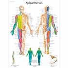 Spinal Nerves Chart, 1001588 [VR1621L], Brain and Nervous system