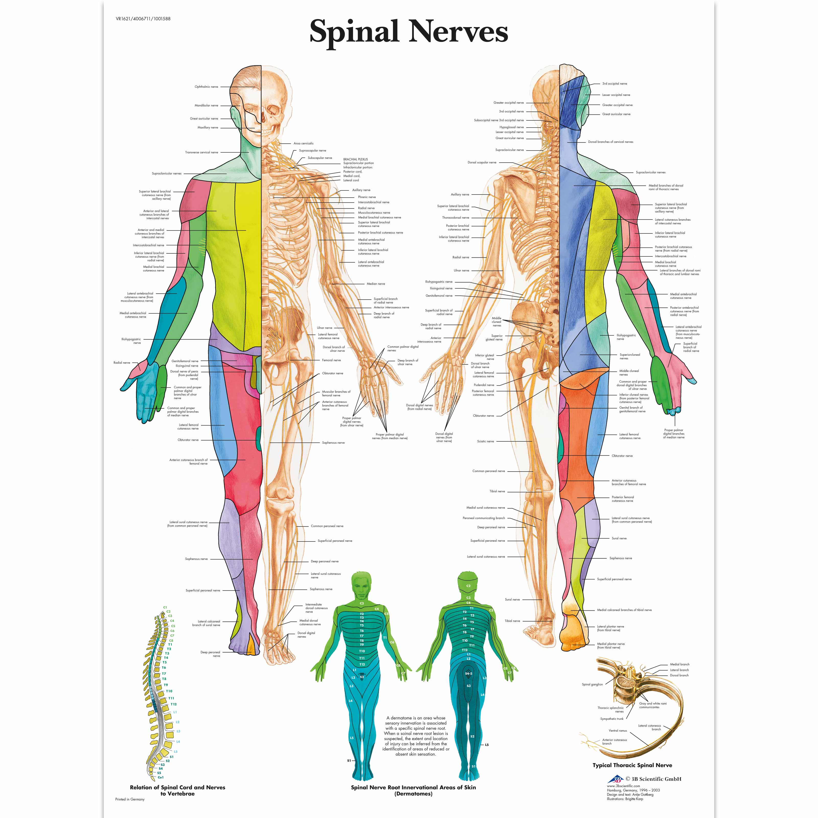 Spinal Nerve Innervation Chart