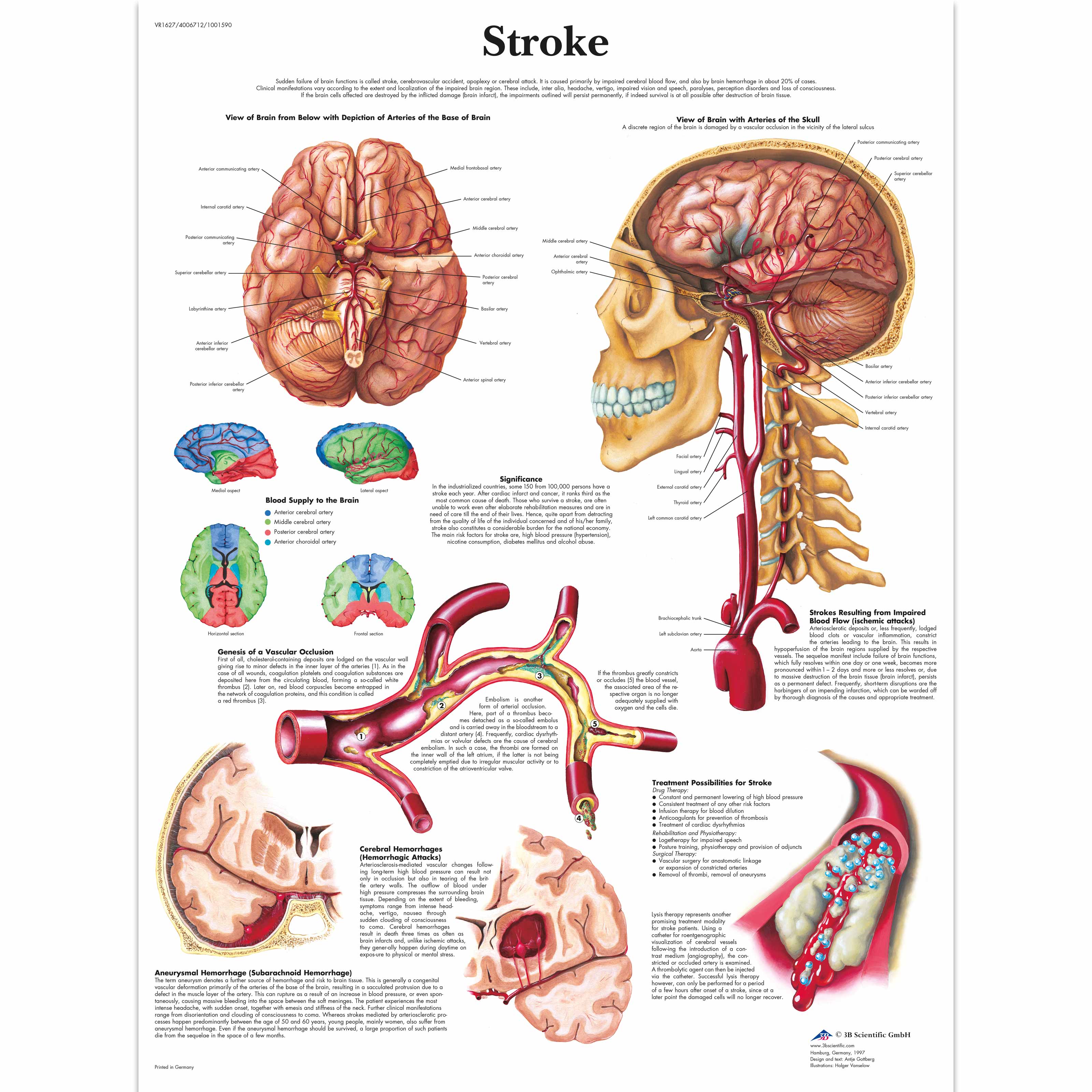 Therapy Anatomy Charts