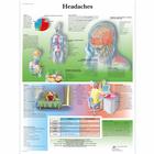 Lehrtafel - Headaches, 1001604 [VR1714L], Gehirn und Nervensystem