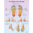 Foot Reflex Zone Massage Chart, 4006729 [VR1810UU], Acupuncture Charts and Models