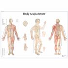 Lehrtafel - Body Acupuncture, 1001626 [VR1820L], Akupunktur Modelle und Lehrtafeln