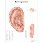 Ear Acupuncture, 1001628 [VR1821L], Modèles