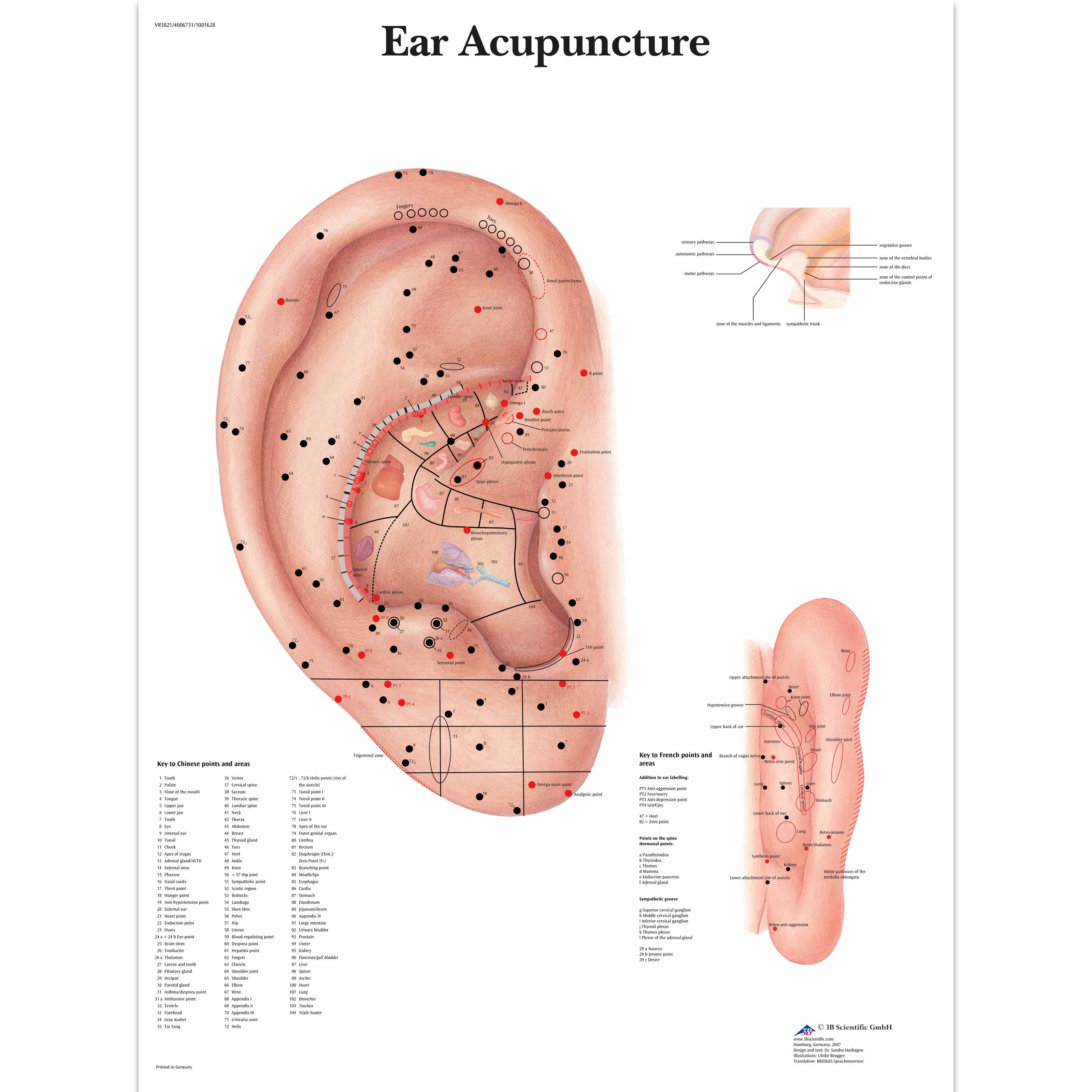 Anatomical Parts And Charts