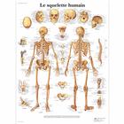 Lehrtafel - Le squelette humain, 1001630 [VR2113L], Skelettsystem