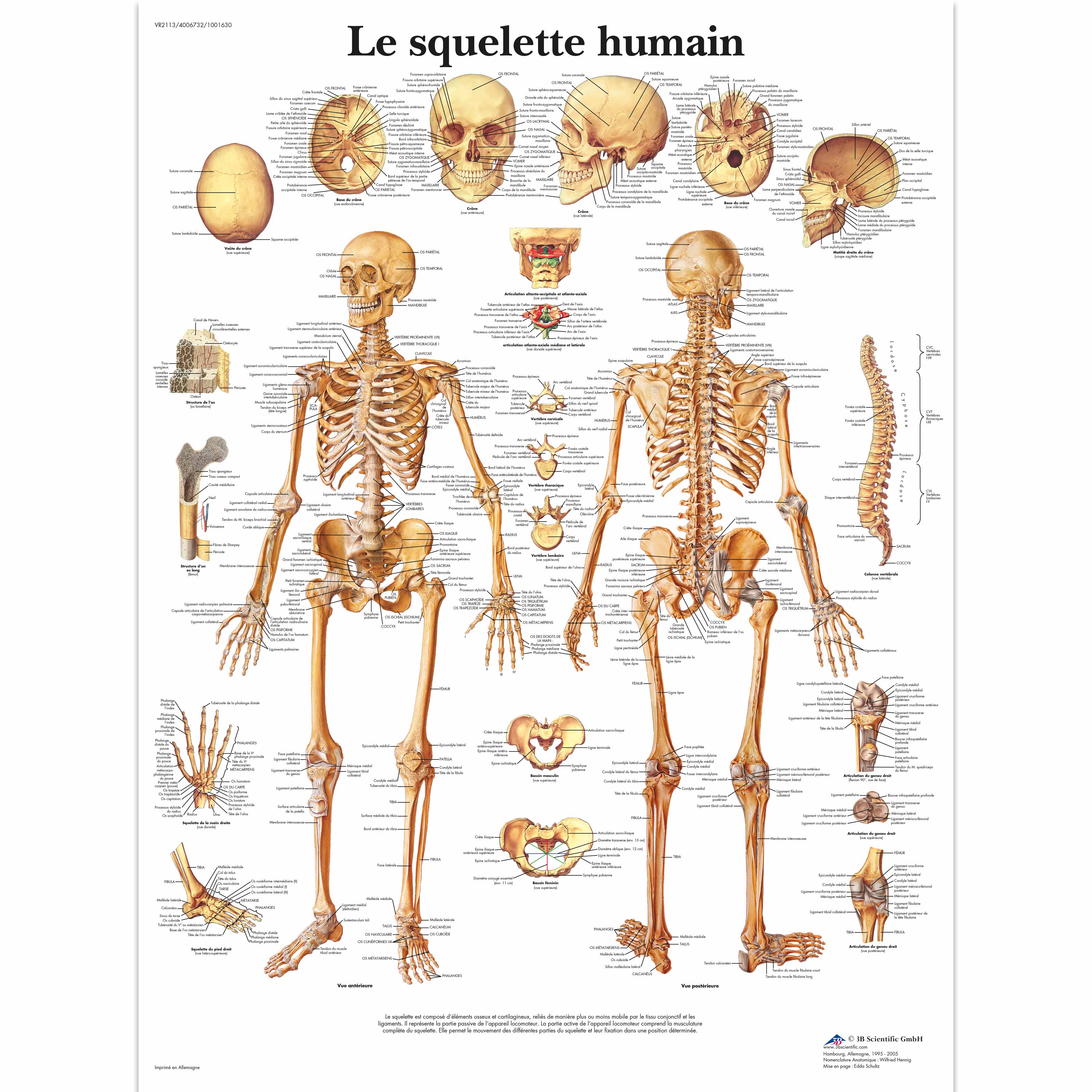 Squelette humain : définition, schéma