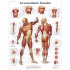 Lehrtafel - La musculature humaine, 4006733 [VR2118UU], Muskel
