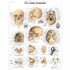 Le crâne humain, 1001640 [VR2131L], Sistema Scheletrico