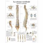 La colonne vertébrale, Anatomie et pathologie, 1001644 [VR2152L], système Squelettique