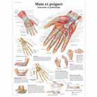 Main et poignet - Anatomie et pathologie, 1001648 [VR2171L], système Squelettique