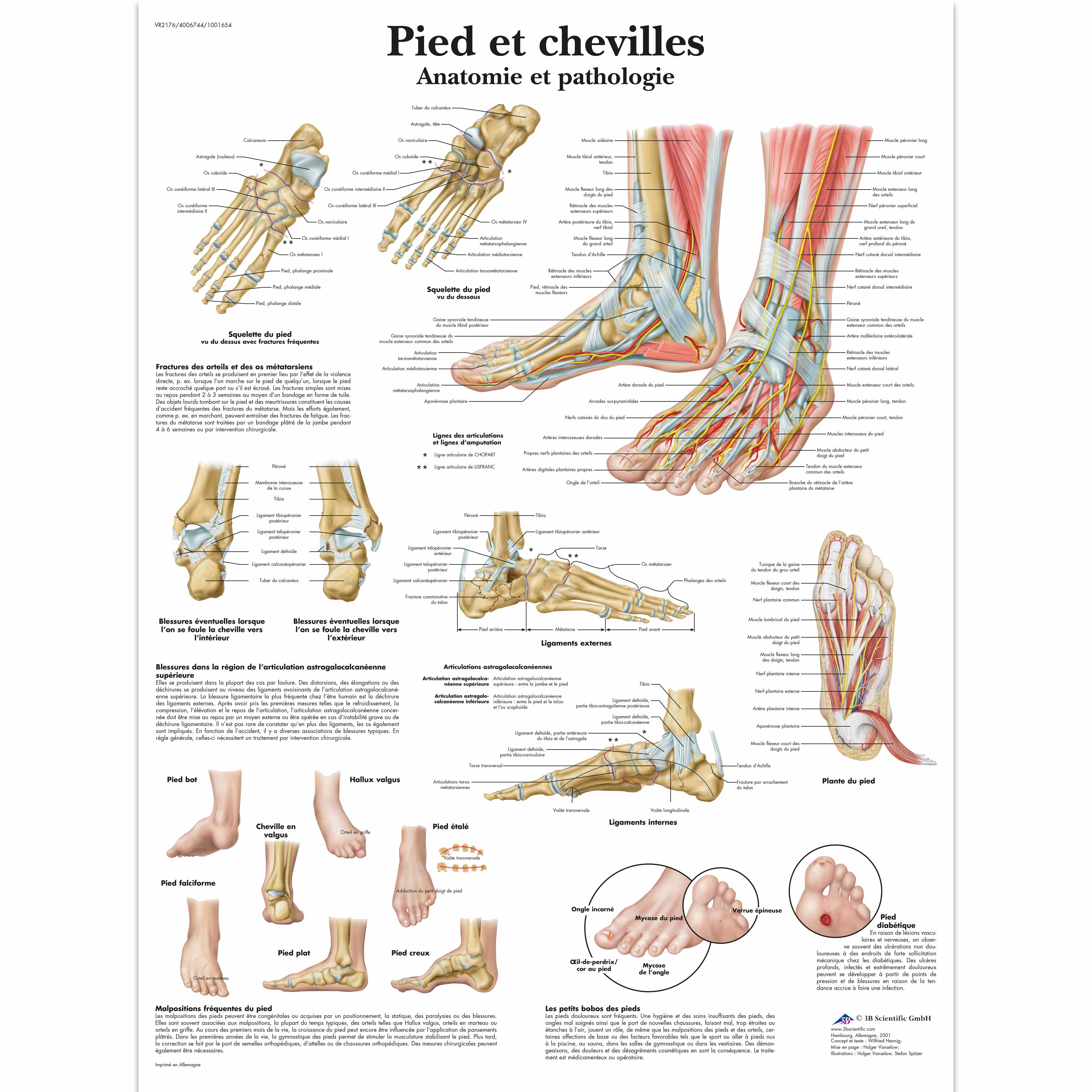 Pied et chevilles - Anatomie et pathologie - 4006744 - VR2176UU - Skeletal  System - 3B Scientific