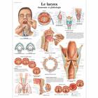 Le larynx, 1001668 [VR2248L], organes de la parole
