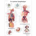 Le système lymphatique, 1001707 [VR2392L], 淋巴系统