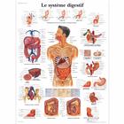 Le système digestif, 1001709 [VR2422L], 消化系统