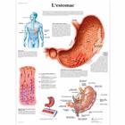 L'estomac, 1001713 [VR2426L], Système digestif
