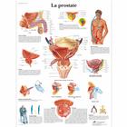 La prostate, 4006783 [VR2528UU], Urinary System