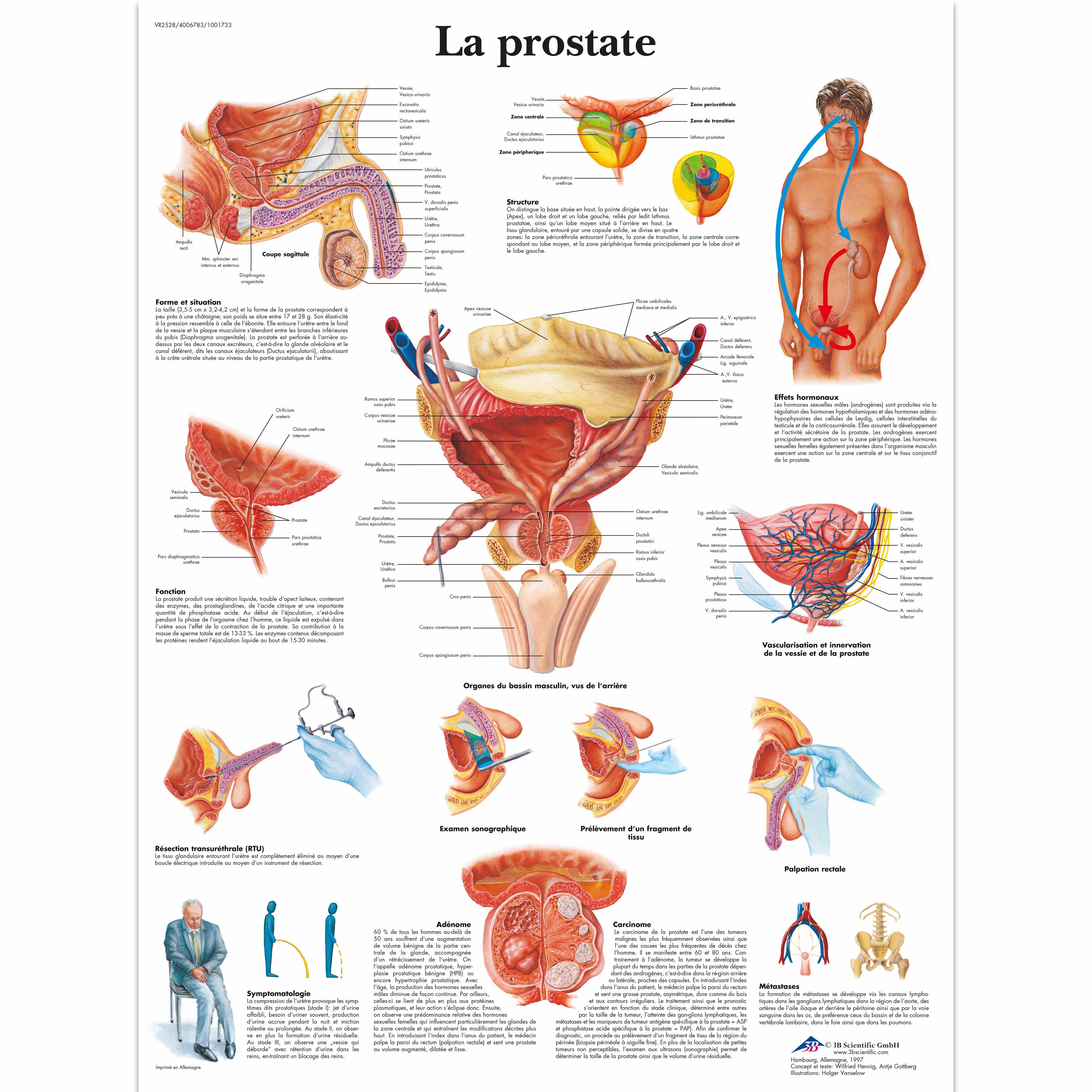 anatomie prostate