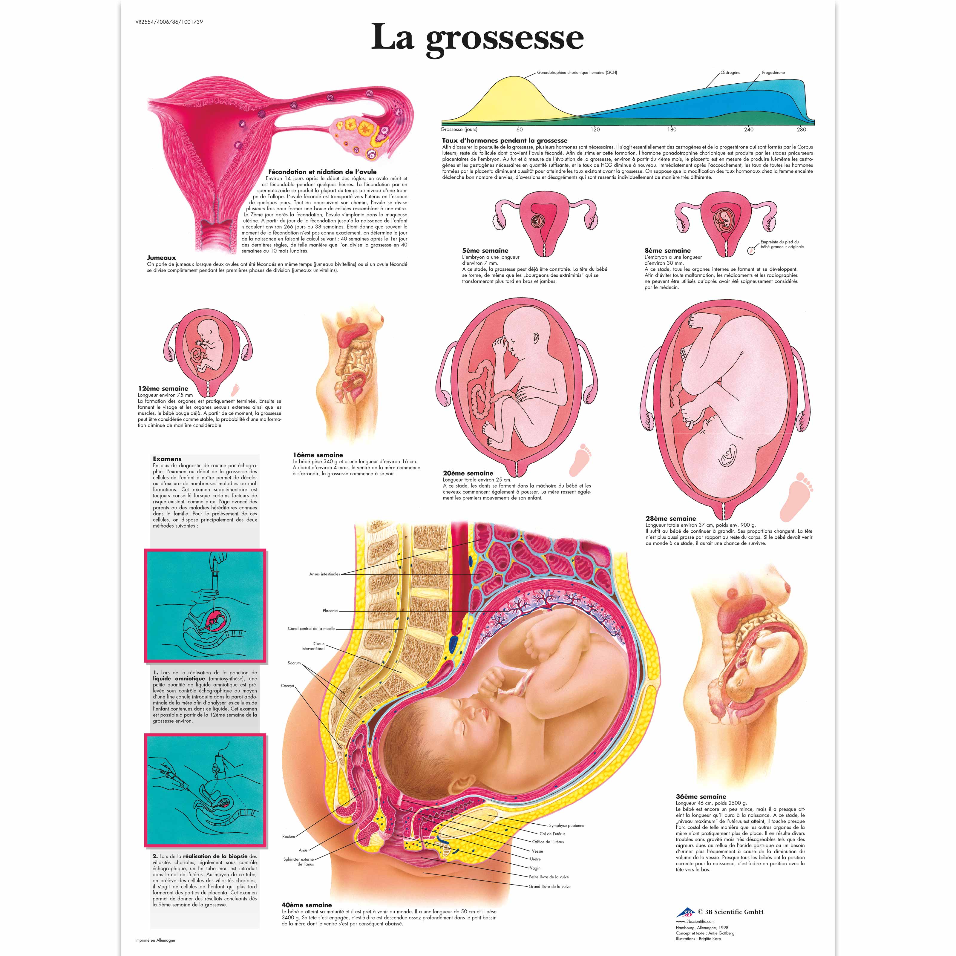 La Grossesse Vr2554uu Pregnancy And Childbirth 3b Scientific