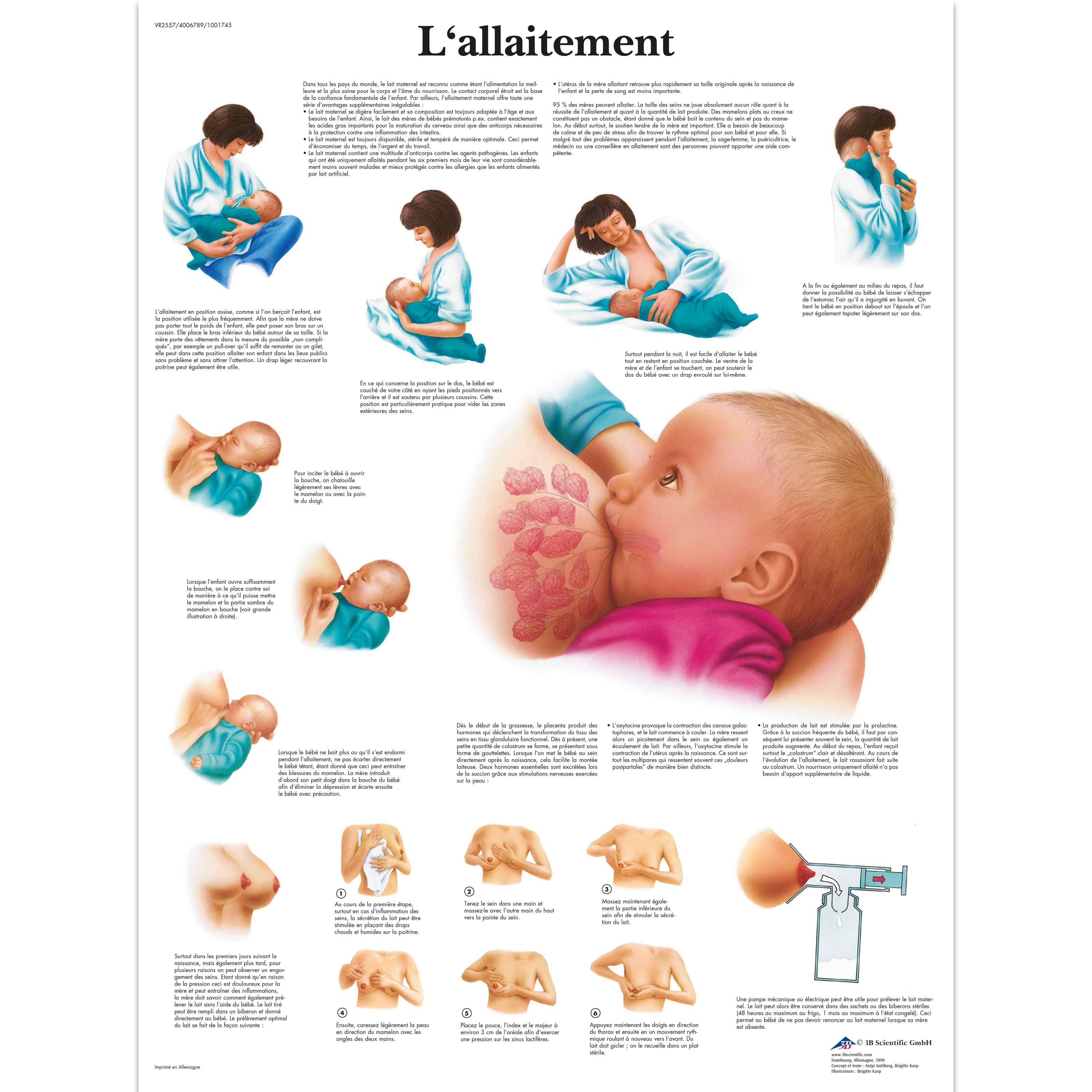 L'allaitement - 1001745 - VR2557L - Pregnancy and Childbirth - 3B Scientific