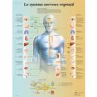 Lehrtafel - Le système nerveux végétatif, 1001749 [VR2610L], Gehirn und Nervensystem
