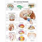 Lehrtafel - Le cerveau humain, 1001751 [VR2615L], Gehirn und Nervensystem
