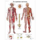 Le système nerveux, 4006793 [VR2620UU], Brain and Nervous system