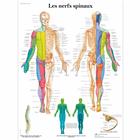 Lehrtafel - Les nerfs spinaux, 1001755 [VR2621L], Gehirn und Nervensystem