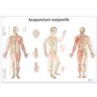 Lehrtafel - Acupuncture corporelle, 1001795 [VR2820L], Akupunktur Modelle und Lehrtafeln