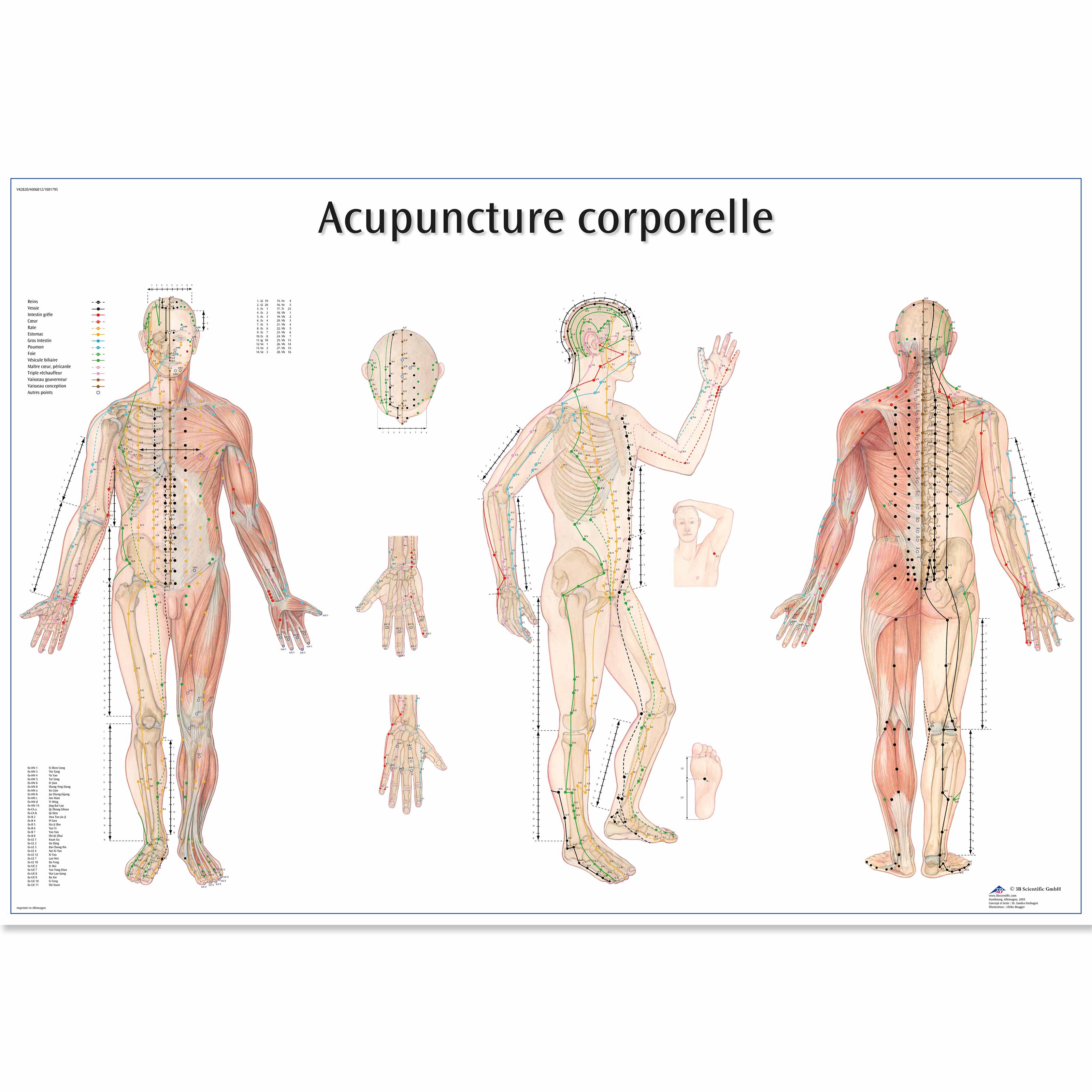 Acupuncture corporelle | 1001795 | 3B Scientific | VR2820L ...