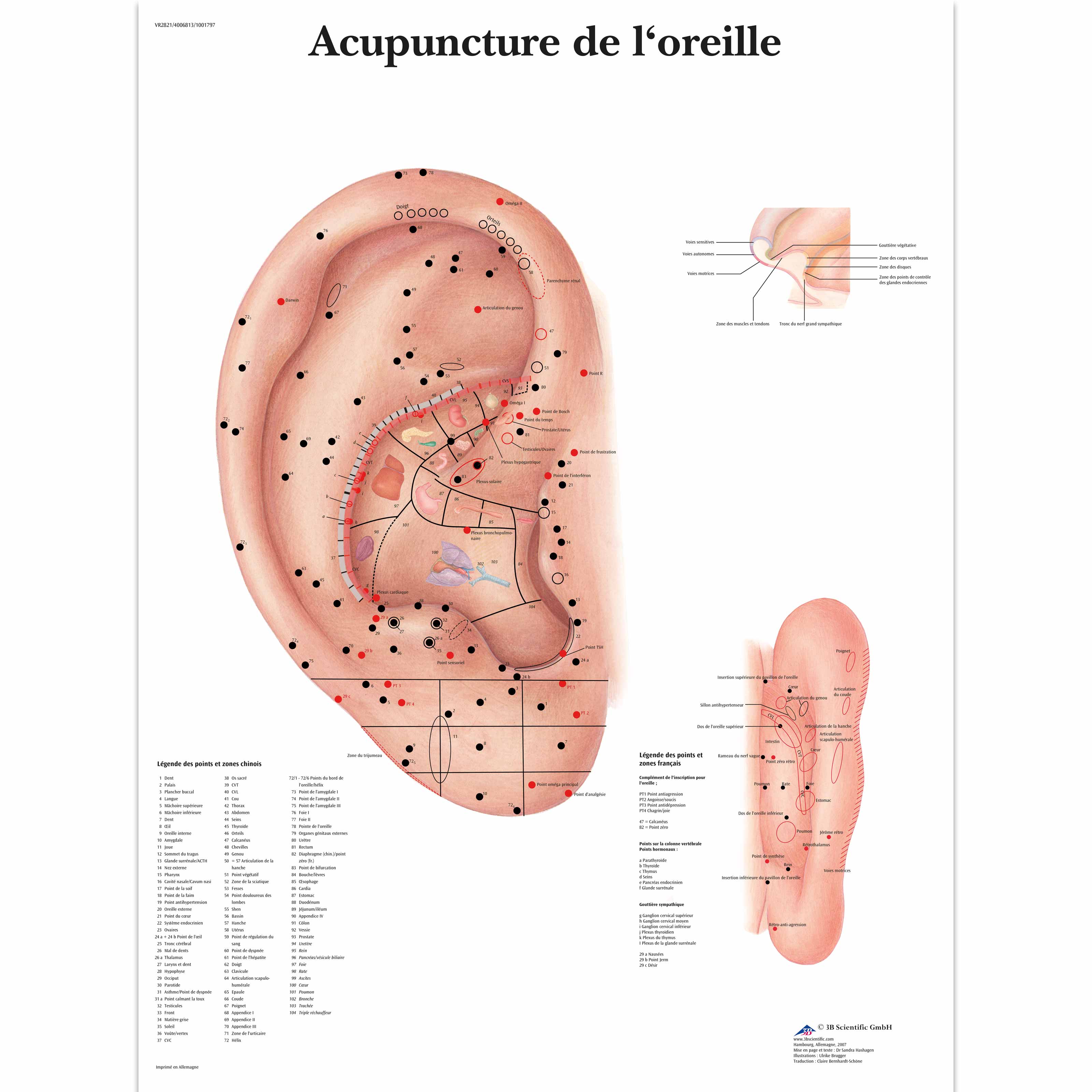 Acupuncture Charts For Sale