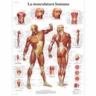 Lehrtafel - La Musculatura humana, 4006815 [VR3118UU], Muskel
