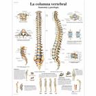 Lehrtafel - La columna vertebral - Anatomía y patología, 1001811 [VR3152L], Skelettsystem
