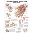Mano y articulación radiocarpiana - Anatomía y patología, 1001815 [VR3171L], système Squelettique
