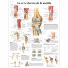 La articulación de la rodilla, 1001819 [VR3174L], Skeletal System