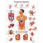 El aparato digestivo, 1001873 [VR3422L], Digestive System
