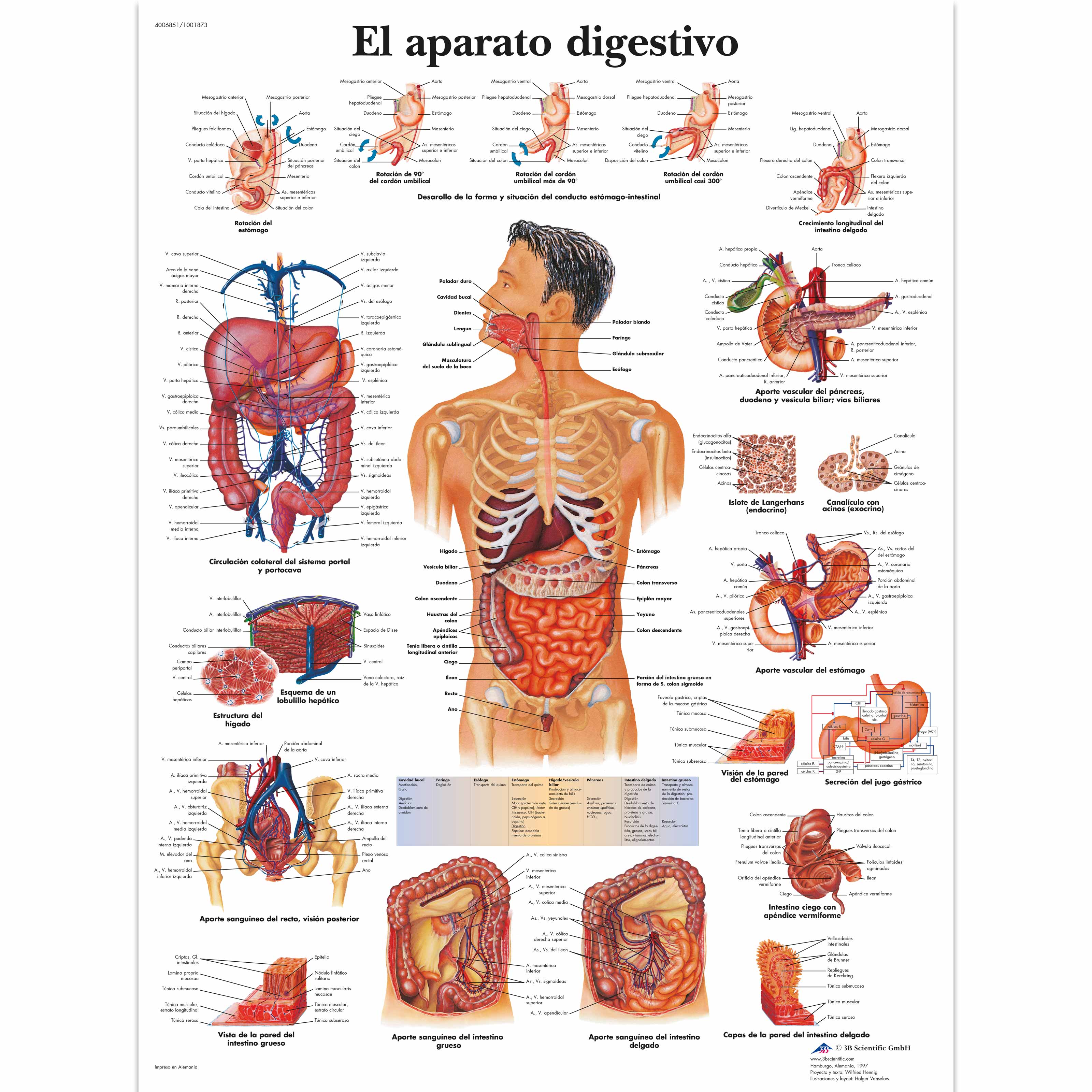 Laminated Anatomy Charts