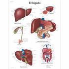 El hígado, 1001875 [VR3425L], Metabolic System